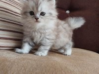 British longhair