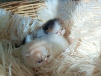 Shorthair İran Persian