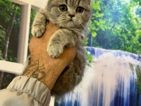 Scottish Fold ve British Shorthair Yavrular