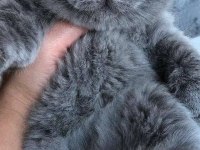 Kaliteli british shorthair sağlıklı yavrular
