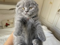 Top Kafa Scottish Fold Yavrumuz
