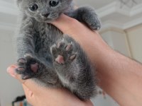 Safkan Scottish fold yavrularımız