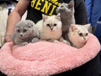 Scottish Fold & British shorthair