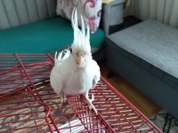 90 günlük albino sultan papağanı