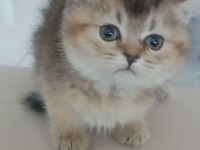 Yavru British Shorthair