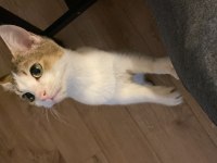 Bu güzel yavru kediye bir aile arıyorum