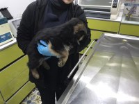 SATILIK ALMAN KURDU YAVRULARI ÇİFTLİKTEN ŞECERELİ