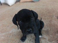 SAFKAN CANE CORSO YAVRULARI