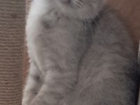 Scottish Fold Whiskas