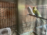 Yavru garantili muhabbet kuşu takımlar