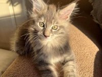 Çok Güzel Dişi Maine Coon Silver Renk