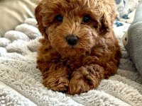 Poodle Bebeklerimiz Sizlerle