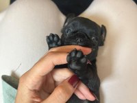 Pug Yavrular 7 Tane