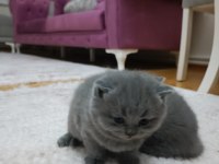 24 Nisan doğumlu 2 erkek 1 dişi orjinal british shorthair