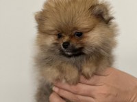 IRK GARANTILI TEA CUP POMERANİAN