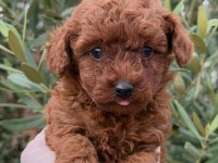 Tatliş Erkek Toy Poodle
