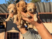 Maltipoo bebişler