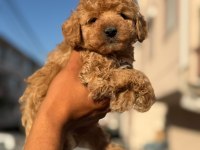 ORİJİNAL KAN POODLE BEBEKLER