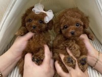 35 günlük toy poodle yavruları