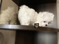 Maltese yavrularımız