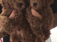 Toy poodle yavrular 2 aylık