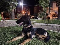 Karneli eğitinli safkan alman kurdu