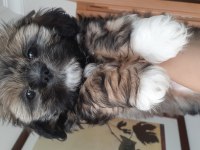 Güzel shih tzu kızım yeni evine gitmeye hazır