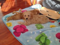 antialerjenik tüy dökmeyen cavapoo kızı