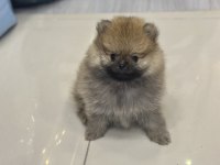 Pomeranian boo köpeğimiz