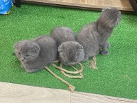 Scottish Fold Blue Bebekler