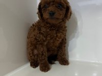 Toy poodle gofrikler