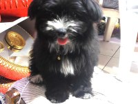 Süs köpeği