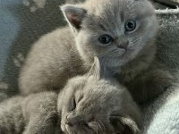 Orijinal British Shorthair Yavrular Veteriner Kontrollü