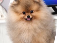 Pomeranian Boo Köpeği