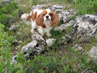 Cavalier king charles yeni doğan yavrular