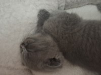 Scottish fold yavru kediler