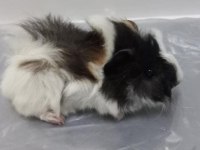 Guinea Pig Yavrular Aynı Gün Set Halinde Teslim Edilir