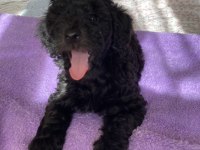 Sevgiyle Büyüyen Poodle Yavruları – Ev doğumlu