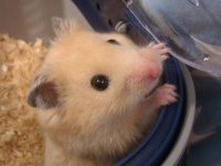 HAMSTER-GONZALES YAVRULARIMIZ HERYERE GÖNDERİM