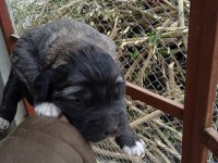 A kalite kangal beslemek isteyenler buyursun