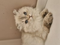 British longhair Milka yeni ailelerini arıyor