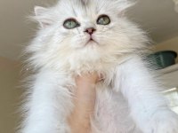 British longhair Ns11 bebeklerimiz yeni ailelerini bekliyor