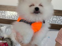 Safkan orijinal pomeranian ayı surat garantili