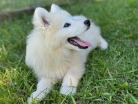 IRK GARANTİLİ SAMOYED YAVRULARI