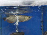 Golden RedTail Arowana 35-40 cm