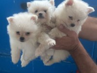 Pomeranian Spitz Yavrular Irk Sağlık Garantili