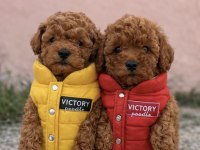 Toy poodle yavrular