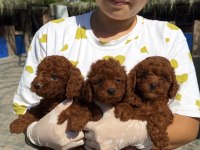 Toypoodle sevimli yavrular onaylı ruhsatlı çiftlik 