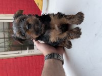 Safkan yorkshire terrier