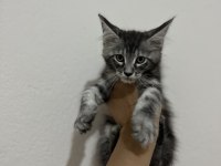 Şecere ve üretim izinli dev maine coon bebekler
